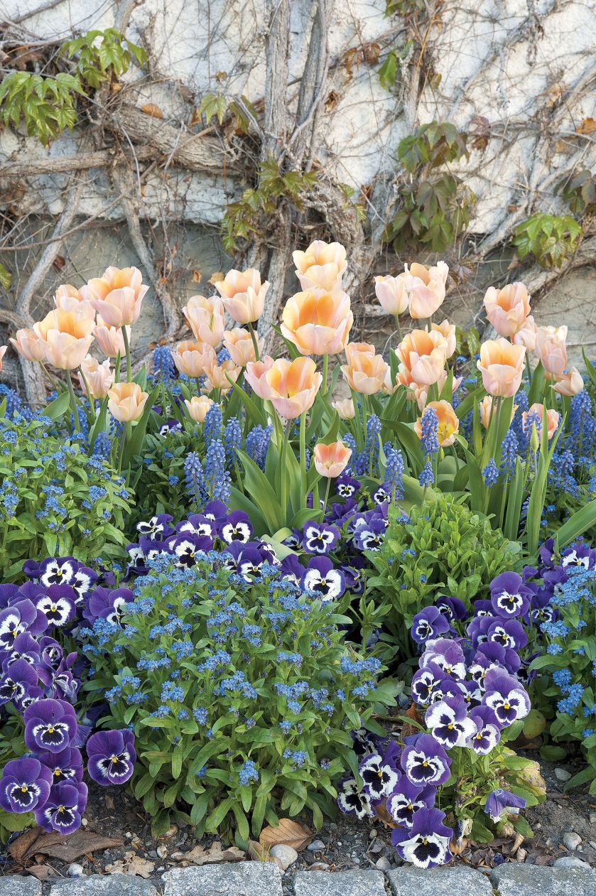 Pojedyncze wczesne tulipany (‘Apricot Beauty’) w towarzystwie bratków, niezapominajek oraz szafirków.