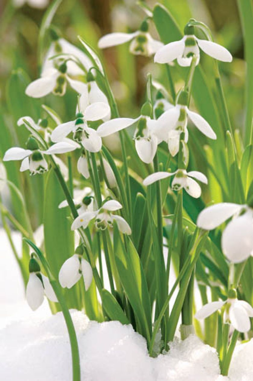 jak wyglądają przebiśniegi