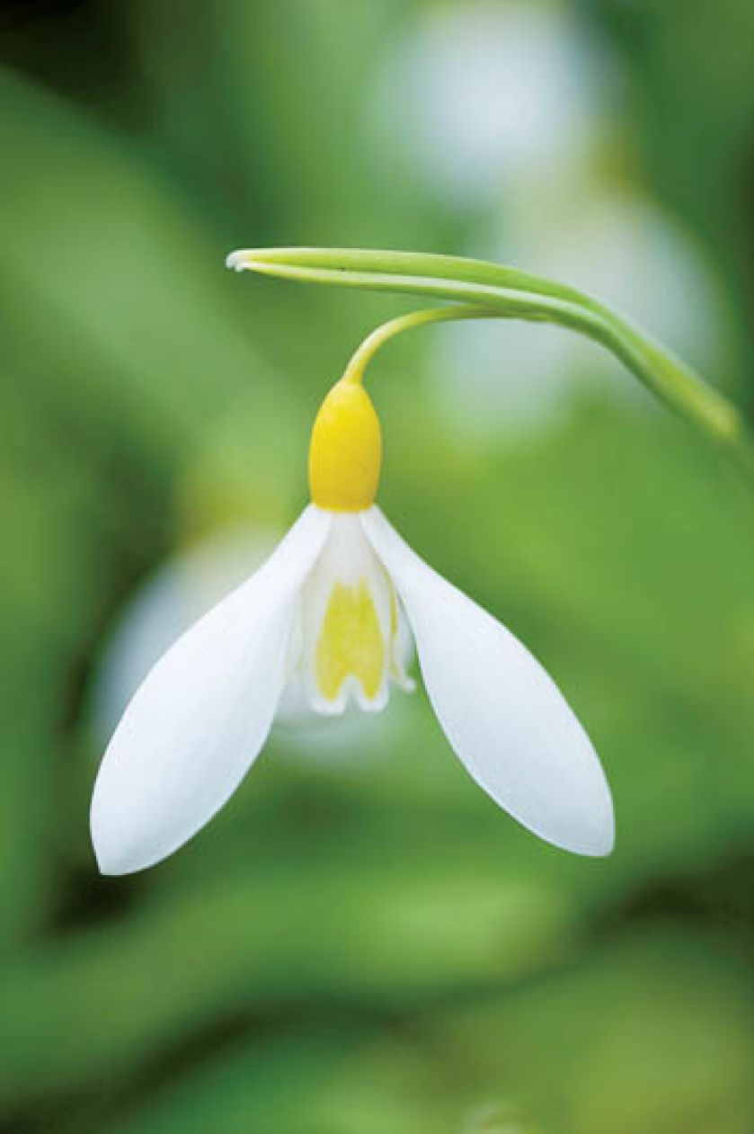 Przebiśniegi – pierwsze wiosenne kwiaty