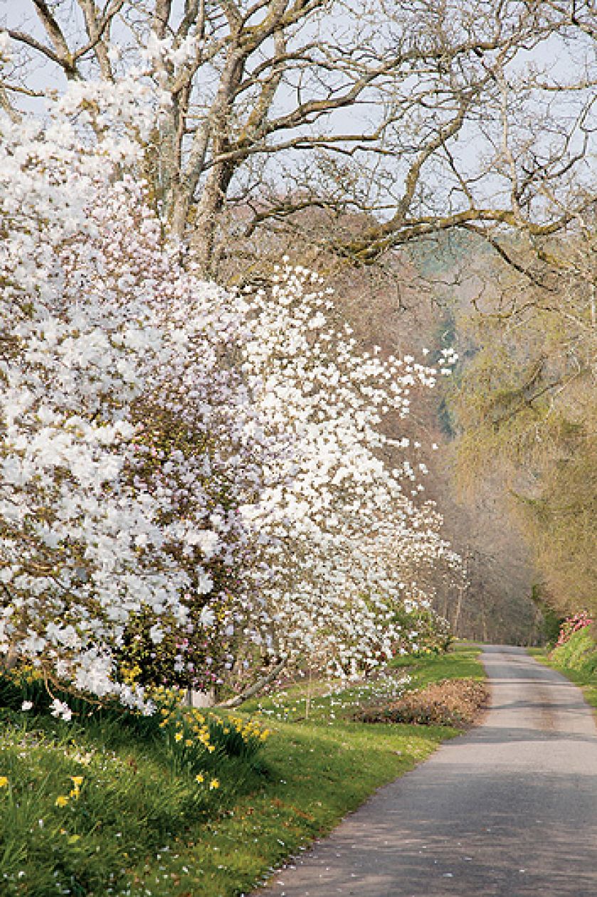 Przy wieździe do Sherwood rośnie olbrzymia magnolia Salicifolia. Jej liście i kora pachną cytrynami.