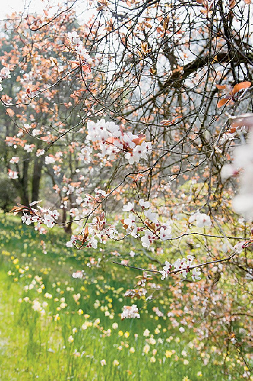Przy wieździe do Sherwood rośnie olbrzymia magnolia Salicifolia. Jej liście i kora pachną cytrynami.