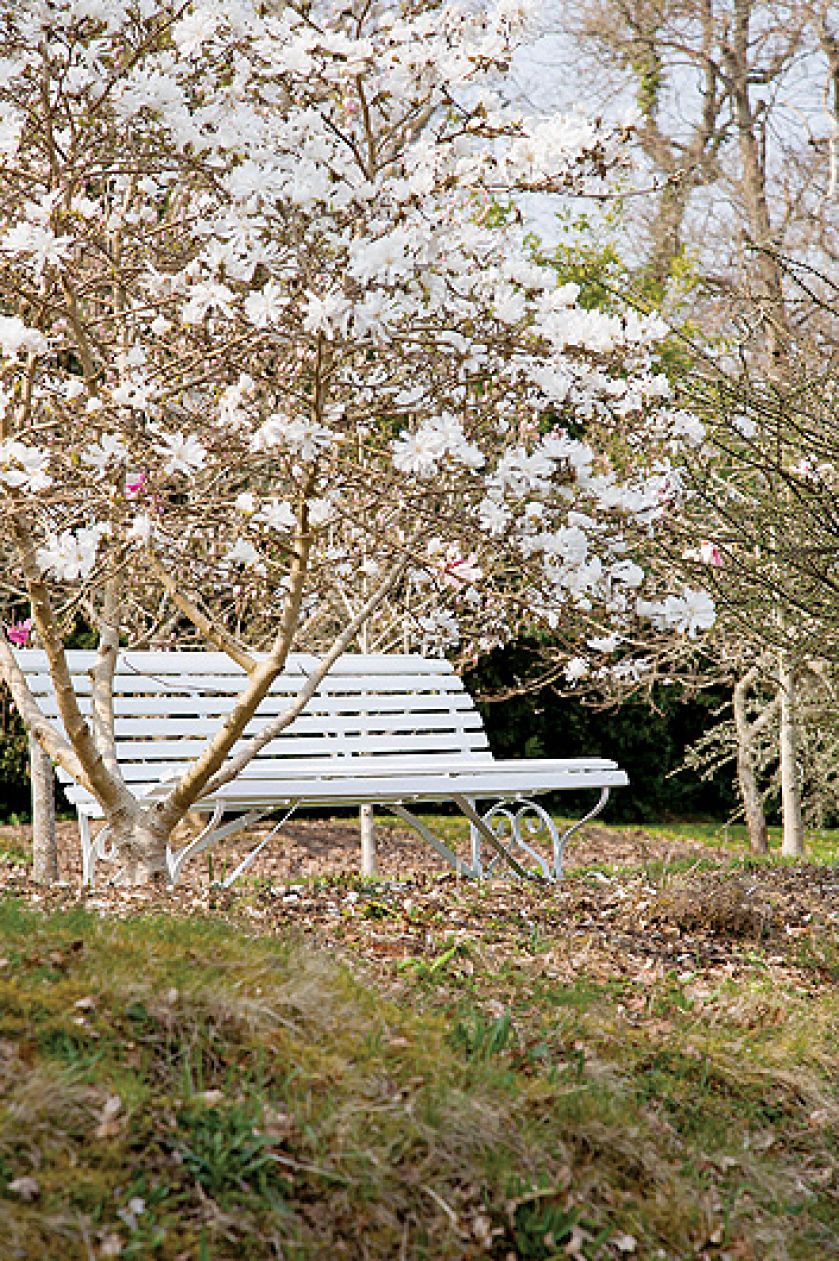 Przy wieździe do Sherwood rośnie olbrzymia magnolia Salicifolia. Jej liście i kora pachną cytrynami.