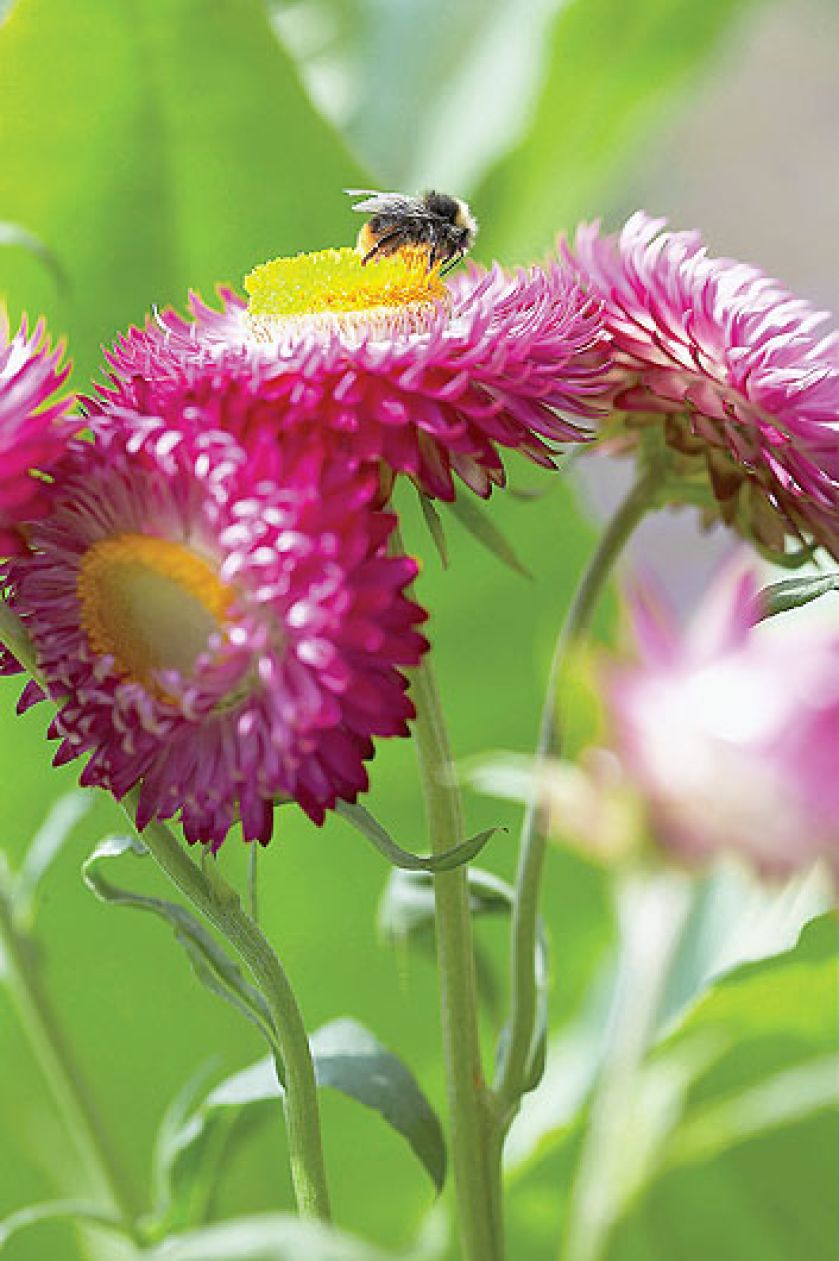 Nieśmiertelnik rośliny trwałe ale jednorczne. Wysiewane w maju, kiedy miną przymrozki.
