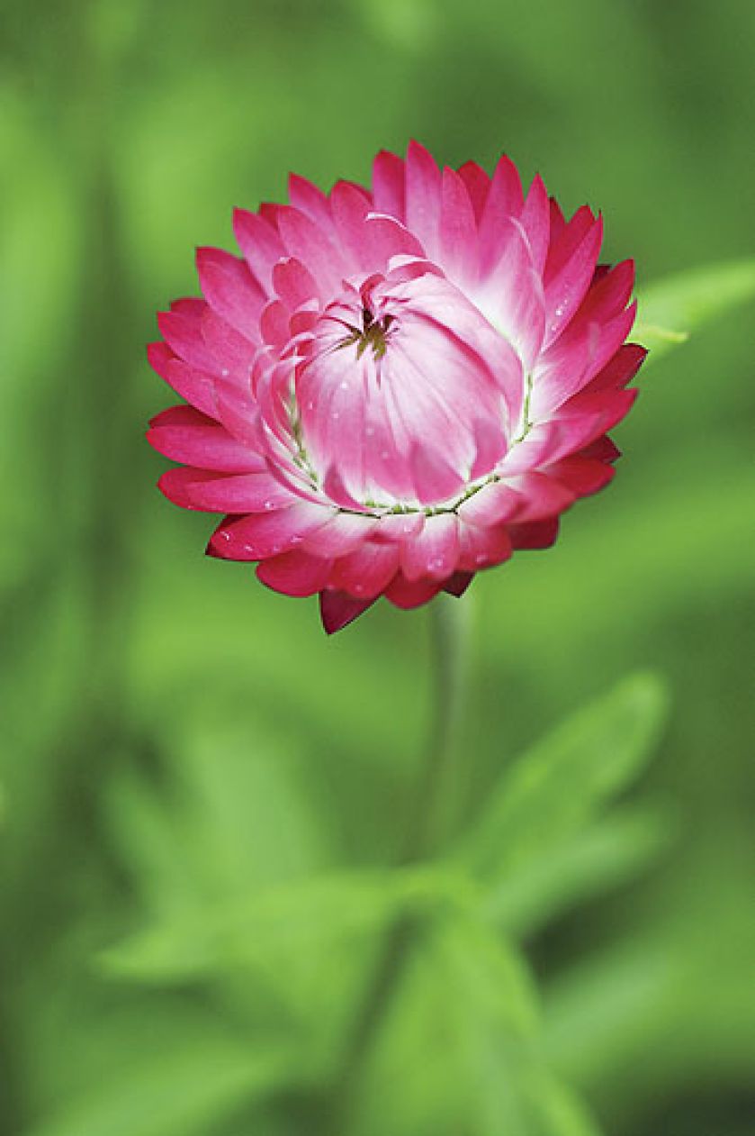 Nieśmiertelnik rośliny trwałe ale jednorczne. Wysiewane w maju, kiedy miną przymrozki.