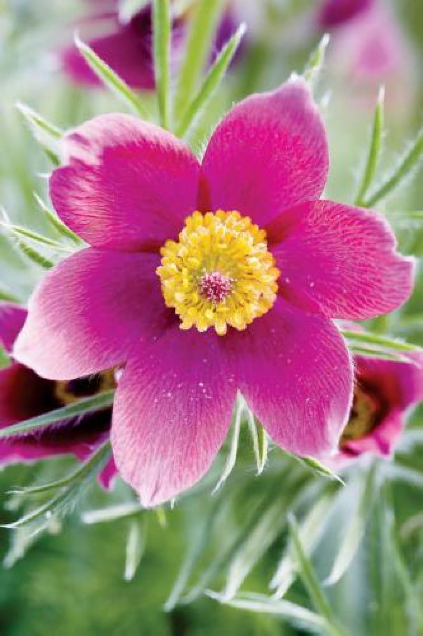 sasanka zwyczajna rośliny ogrodowe