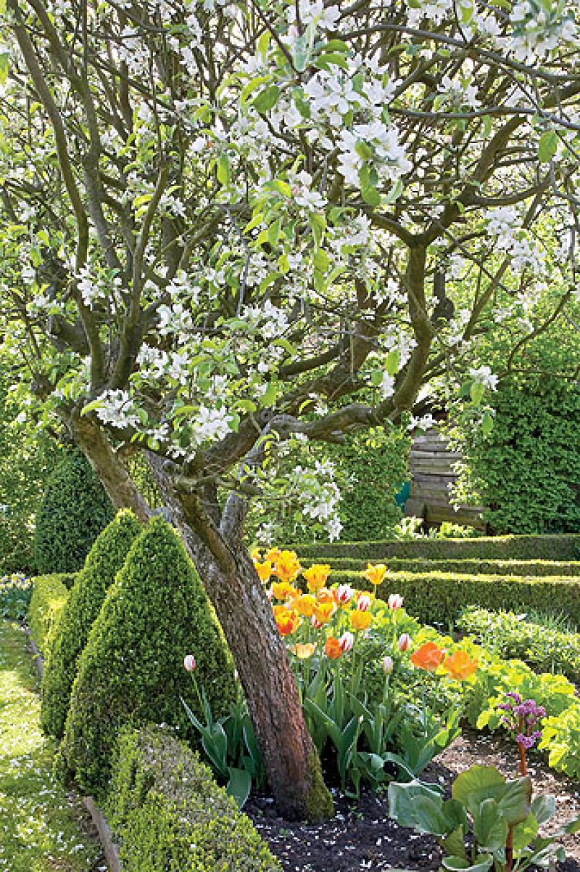 Ścieżki i rabaty obsadzone niskimi żywopłotami i bukszpanowymi kulami albo stożkami.