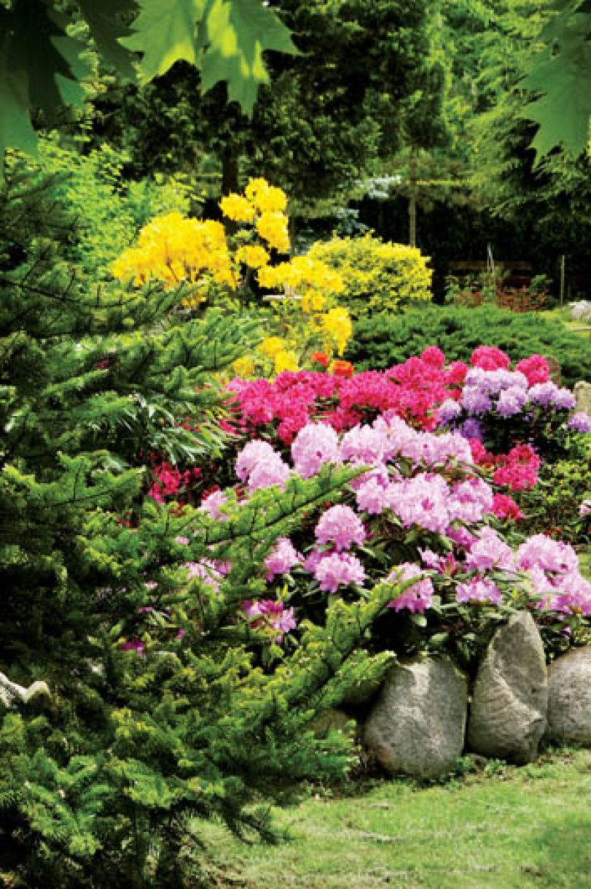 Azalie i różaneczniki