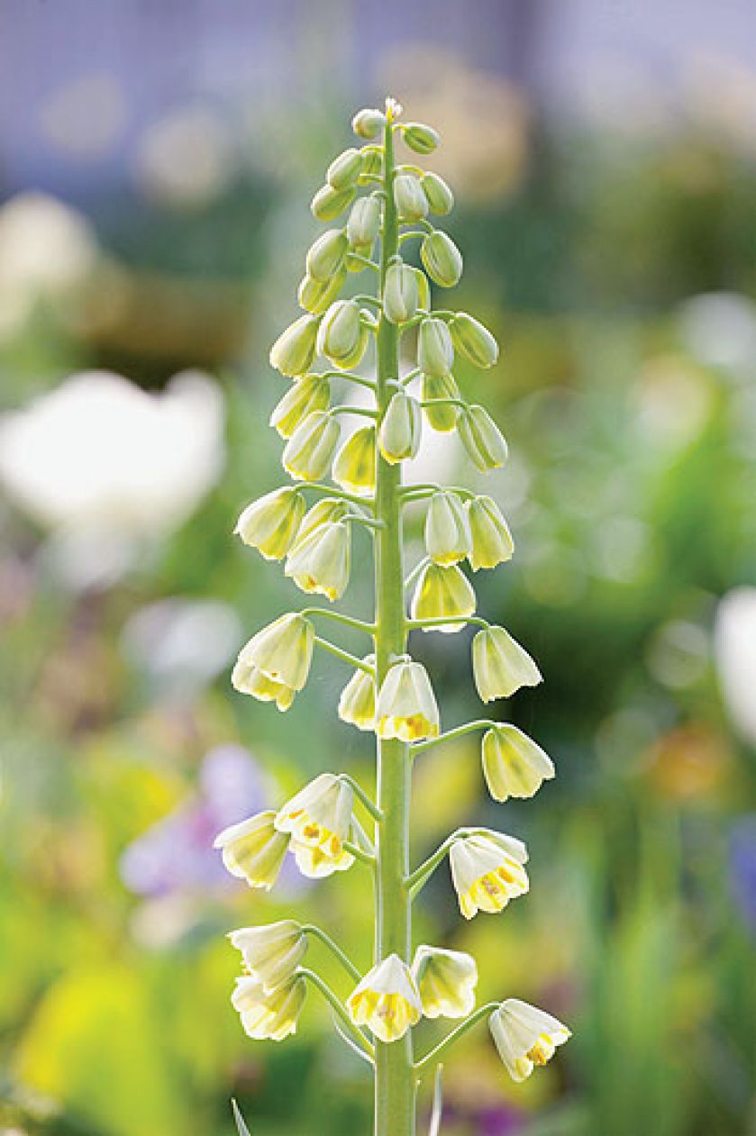 Szachownica - roślina do ogrodu