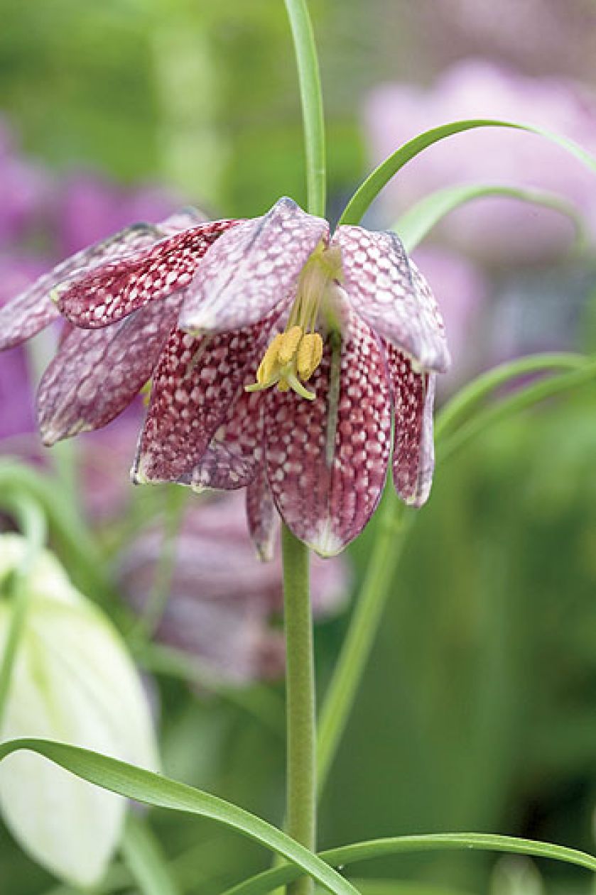 Szachownica - roślina do ogrodu