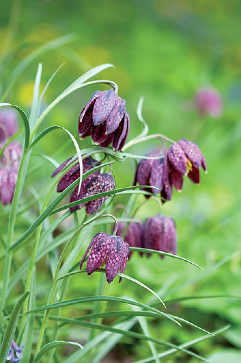 Szachownica - roślina do ogrodu
