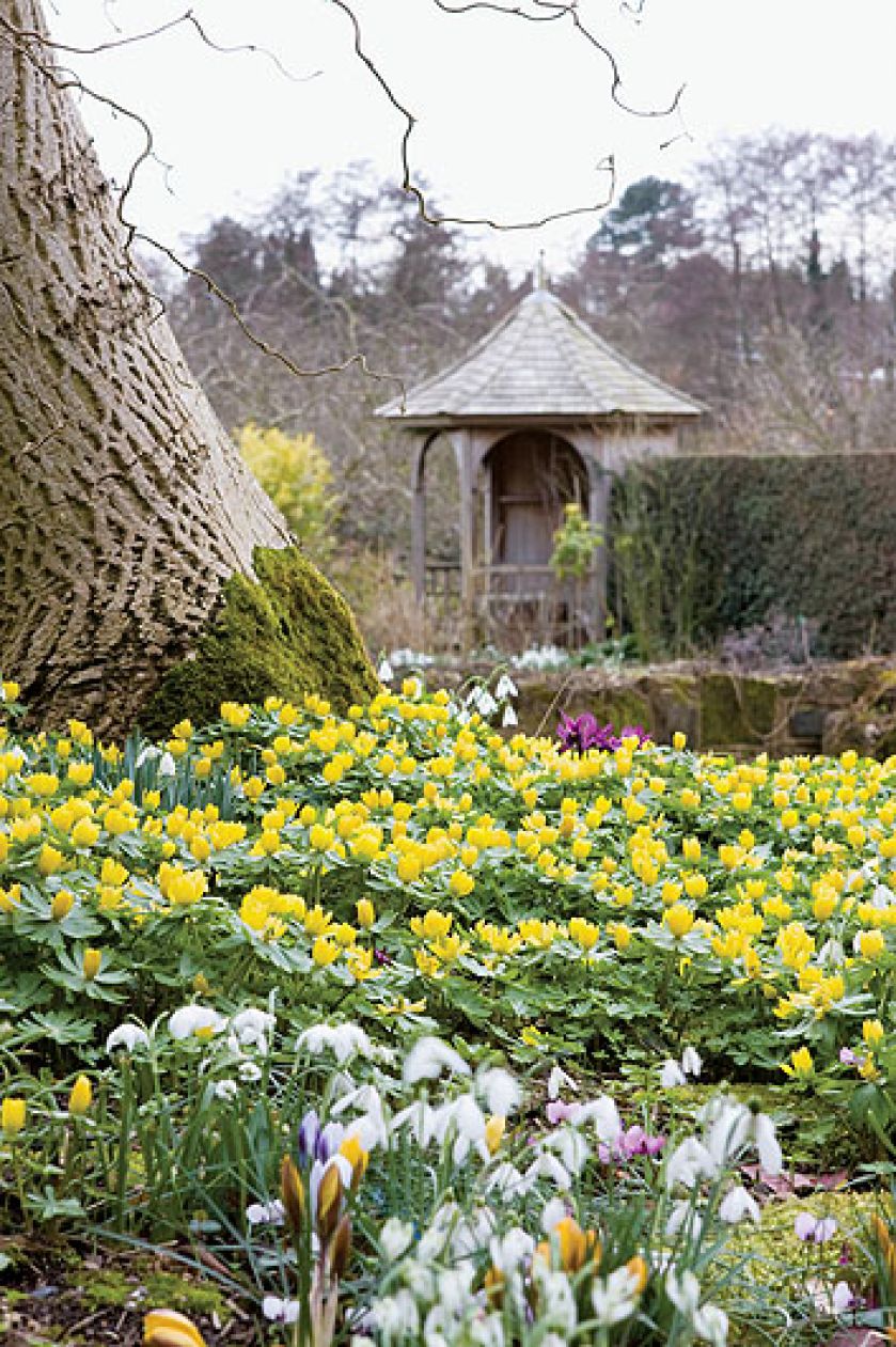 Tu rządzą przebiśniegi. Tu rządzą przebiśniegi