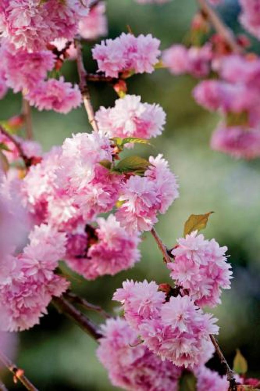 kwitnąca wiśnia japońska