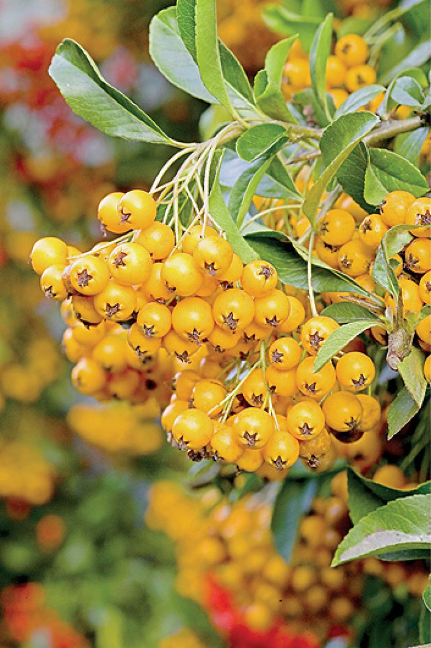 W konkursie na najpiękniejszy żywopłot, ognik szkarłatny w cuglach wygrywa z ligustrem, tują i grabem. Jak go uprawiać?