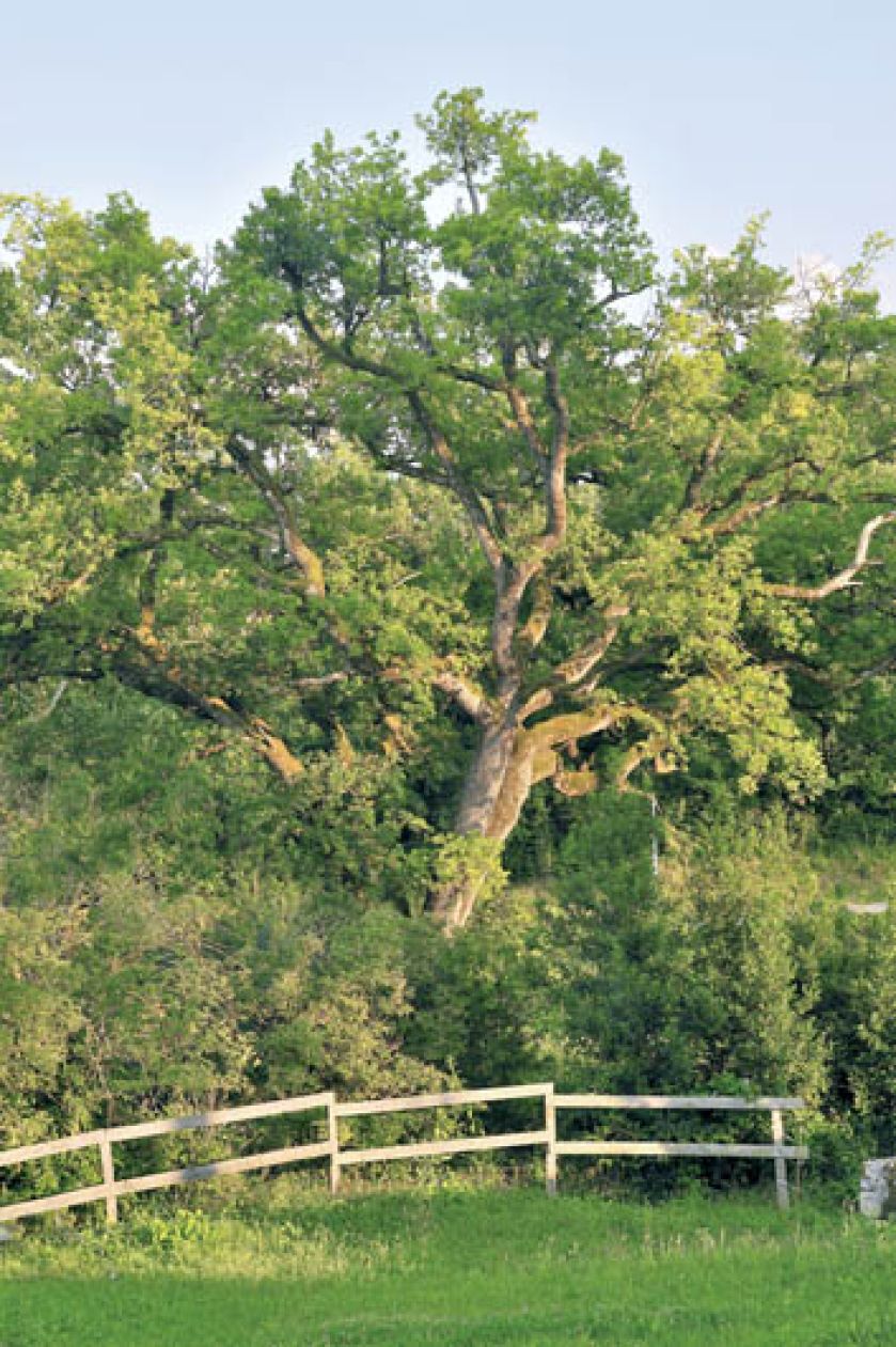 W stary siedlisku niewiele się zmieniło.