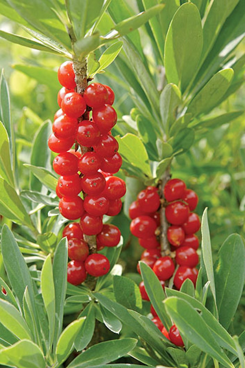 Wawrzynek wilczełyko to krzew obsypany różowymi kwiatami, które bardzo intensywnie pachną. Jak go uprawiać?