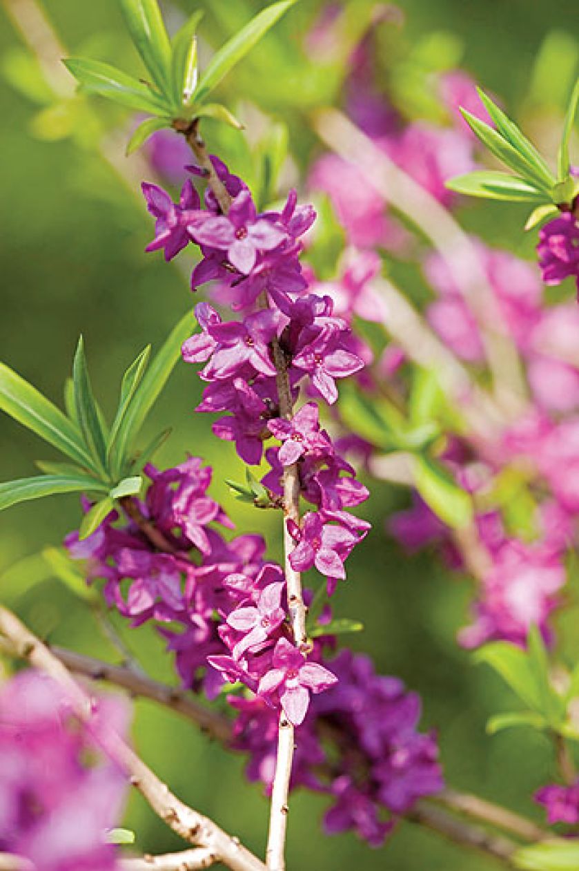 Wawrzynek wilczełyko to krzew obsypany różowymi kwiatami, które bardzo intensywnie pachną. Jak go uprawiać?