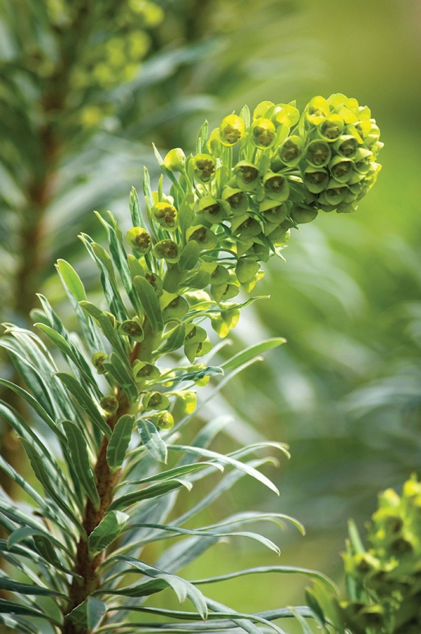 Wilczomlecz błękitnawy