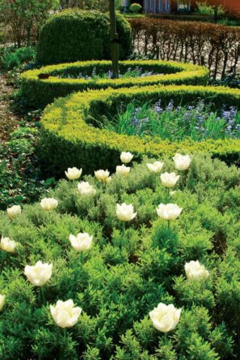 Wiosenne tulipany dobrze jest sadzić pomiędzy później wschodzącymi astrami, lawendą czy pierzastą santoliną.