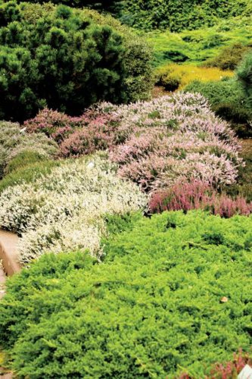 Wrzosowisko na tarasach