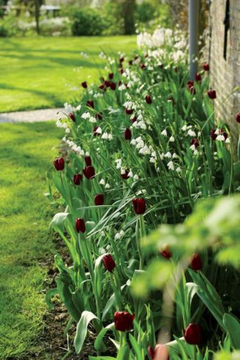 Zapraszamy kwiaty do ogrodu