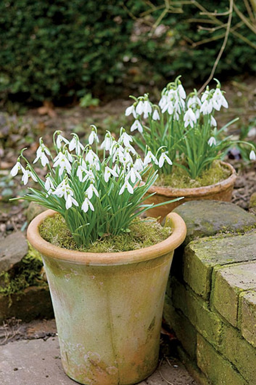 Znajduje się na tyłach posiadłości. Dopiero stąd ukorzenione rosli trafiają do właściwego ogrodu.