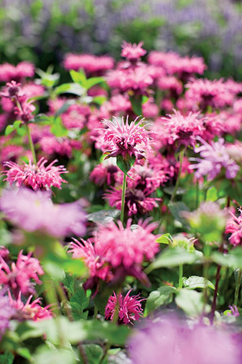 Pysznogłówka w ogrodzie