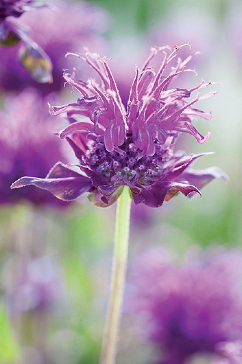 Pysznogłówka kiedy kwitnie