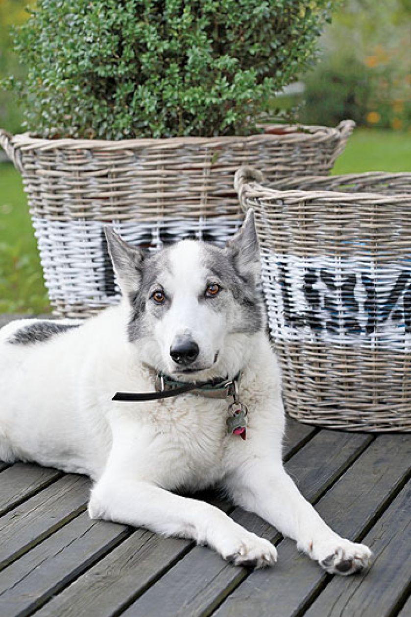 Zwierzęta w tym domu czują się równie dobrze, co ich właściciele.