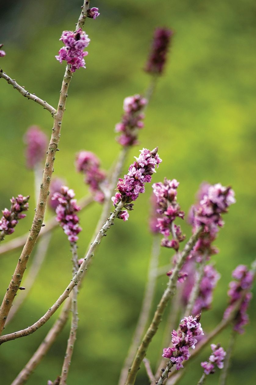 Wawrzynek wilczełyko