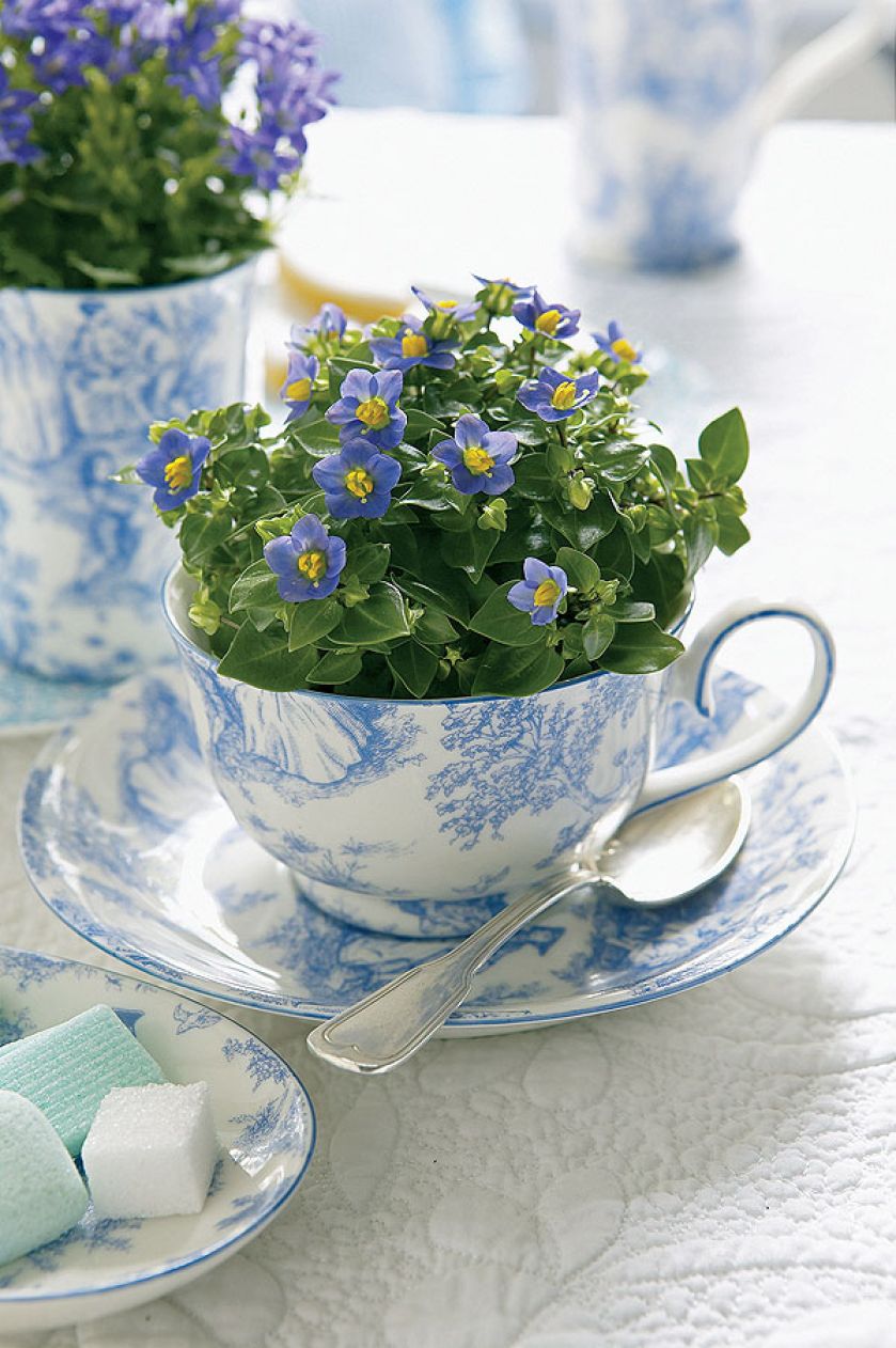 Doniczka z filiżanki. Drugie życie filiżanki