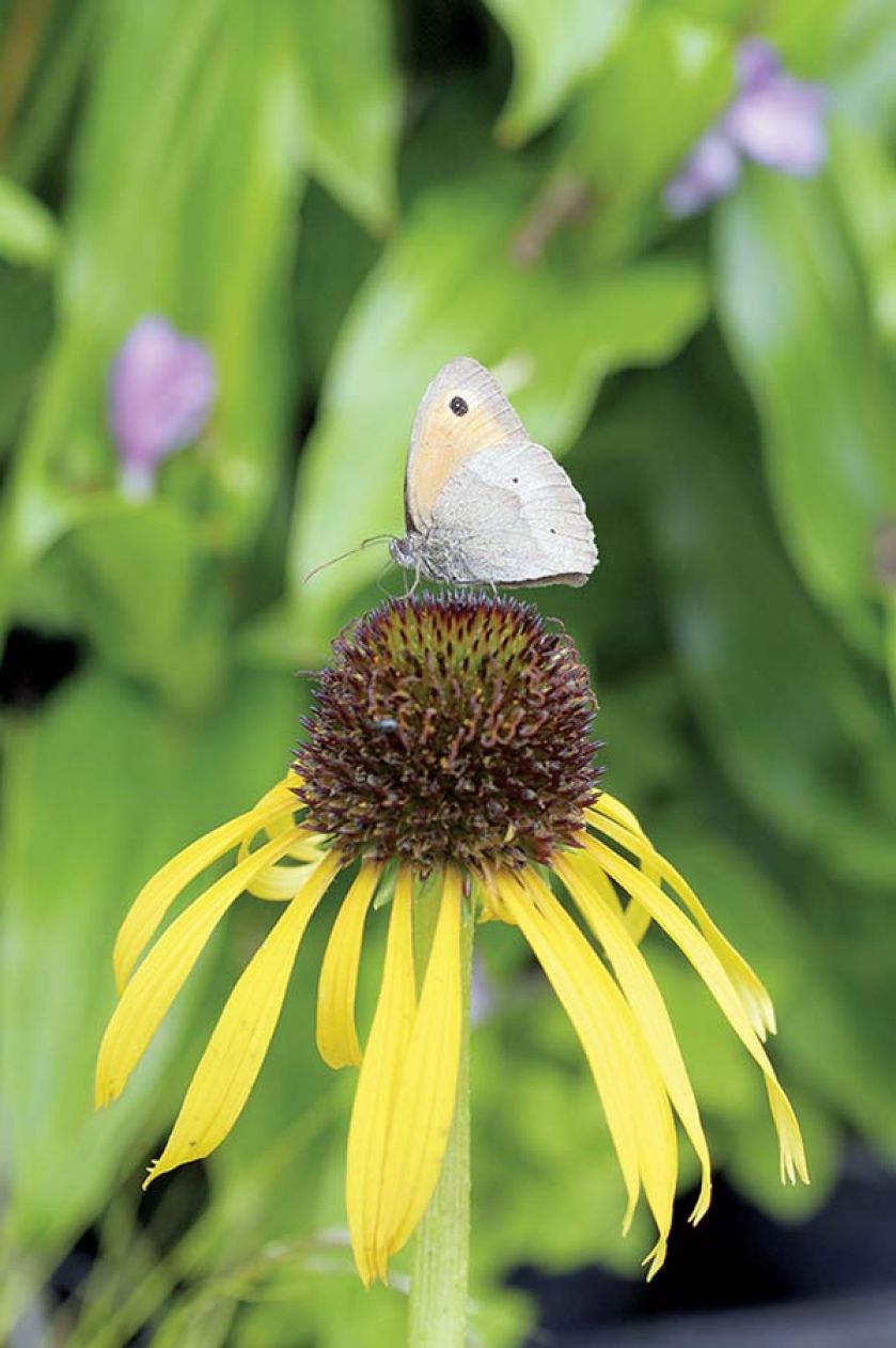 Jeżówka - raj dla motyli