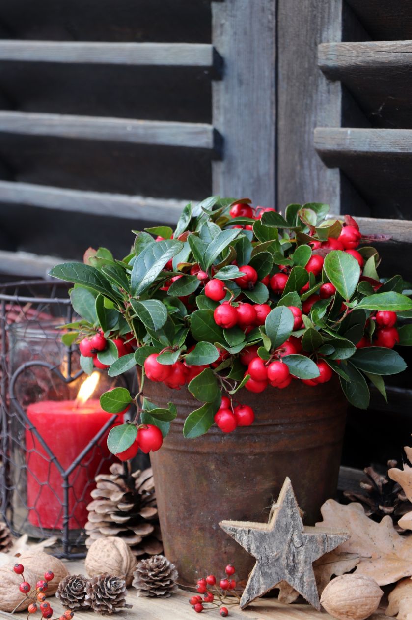 Golteria w doniczce będzie piękną ozdobą w domu w czasie świąt Bożego Narodzenia