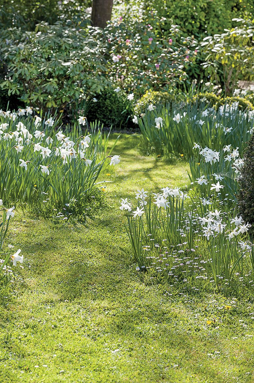 Łąka z narcyzów. Narcyzy w ogrodzie