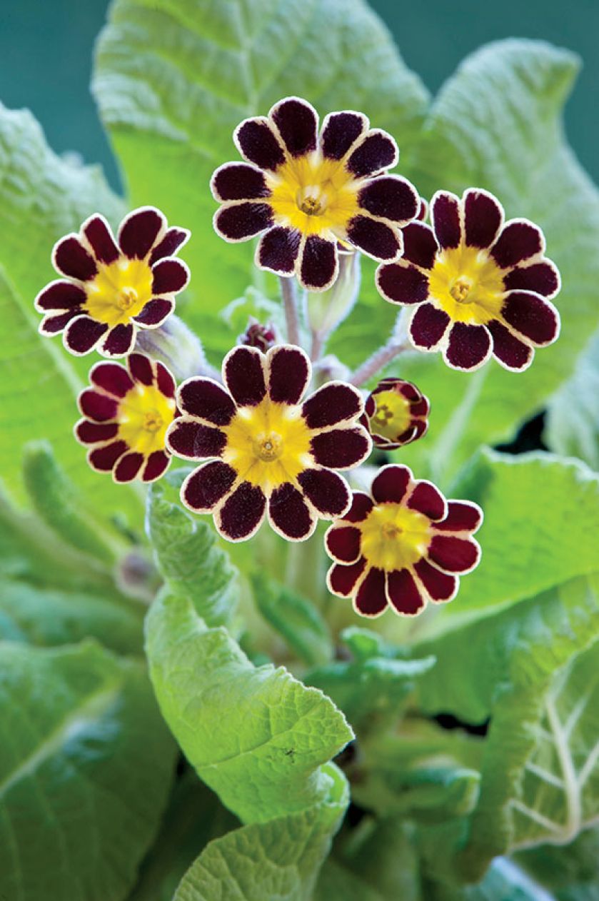 Pierwiosnek wiosenne kwiaty w ogrodzie