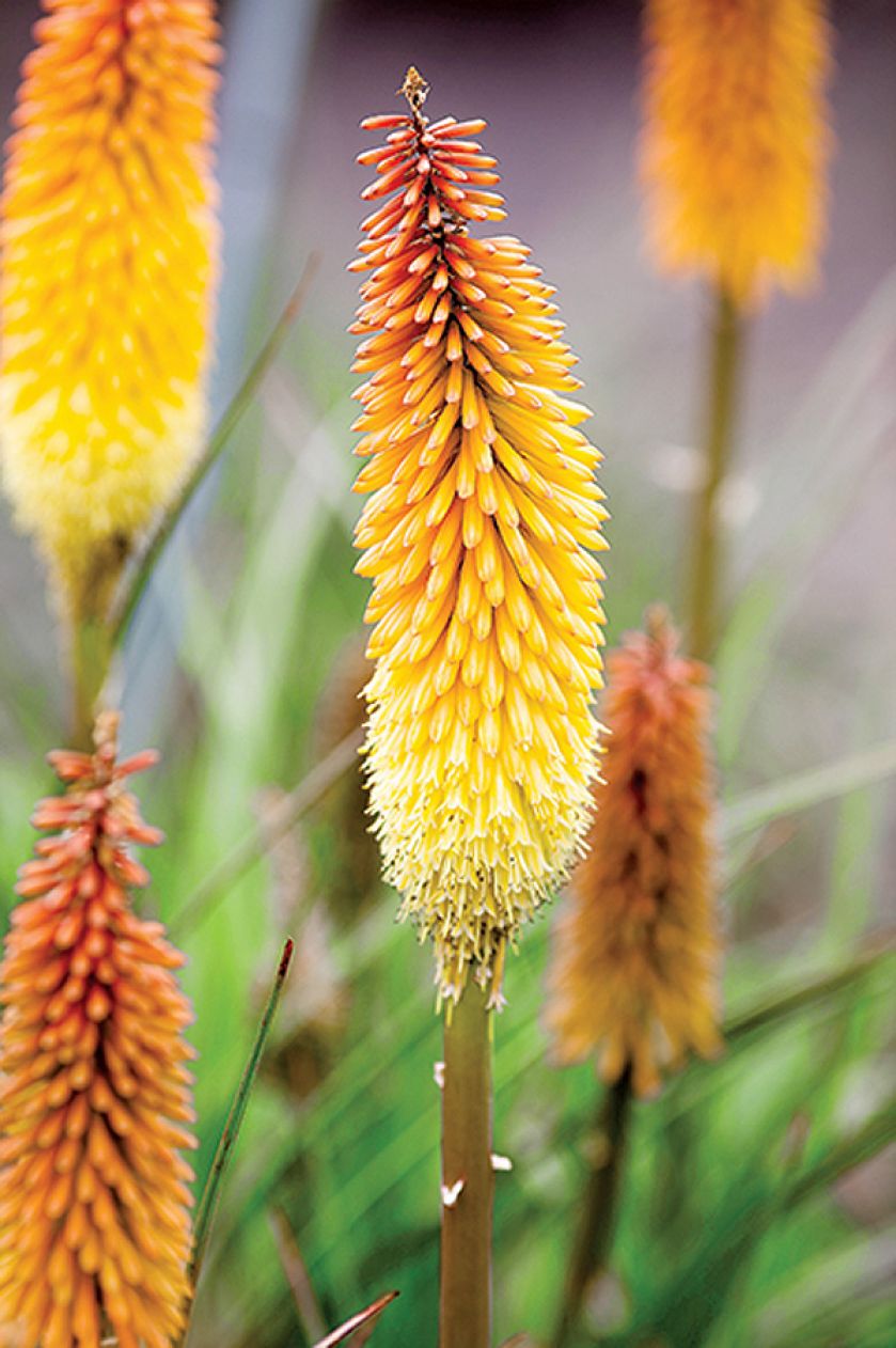 jak wygląda trytoma
