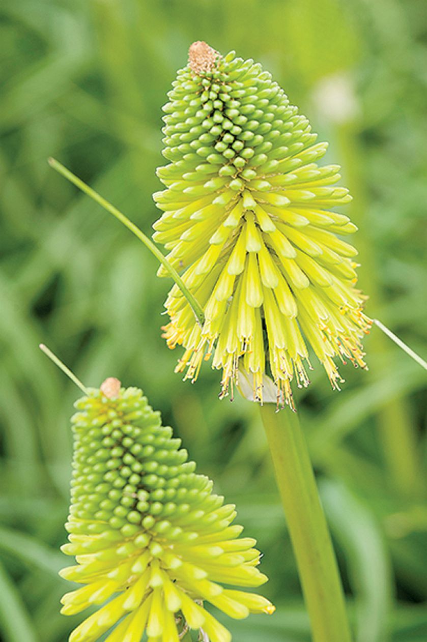 jak uprawiać trytomę w ogrodzie