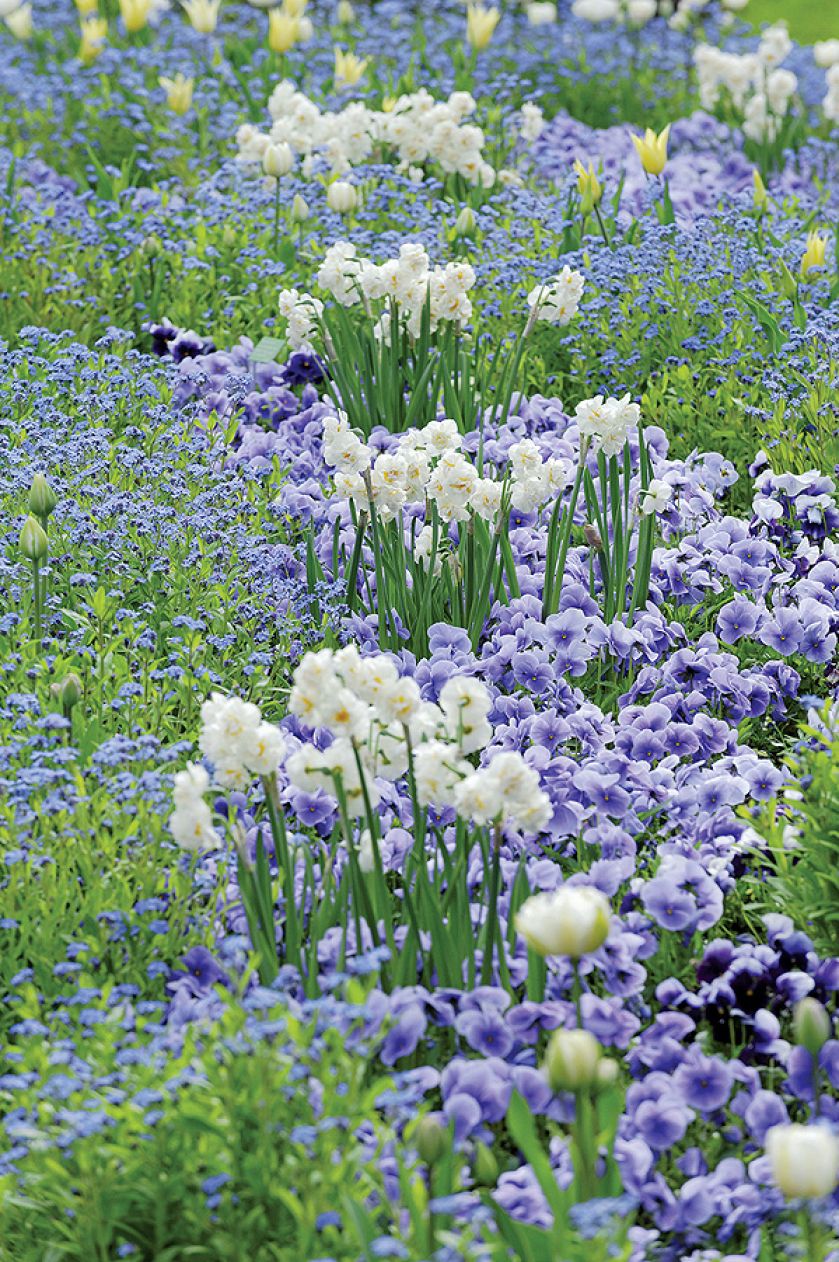 Wiosenne kwiaty w ogrodzie – kiedy je sadzić i jak je uprawiać? Zdecydować się na cebulki czy nasiona?