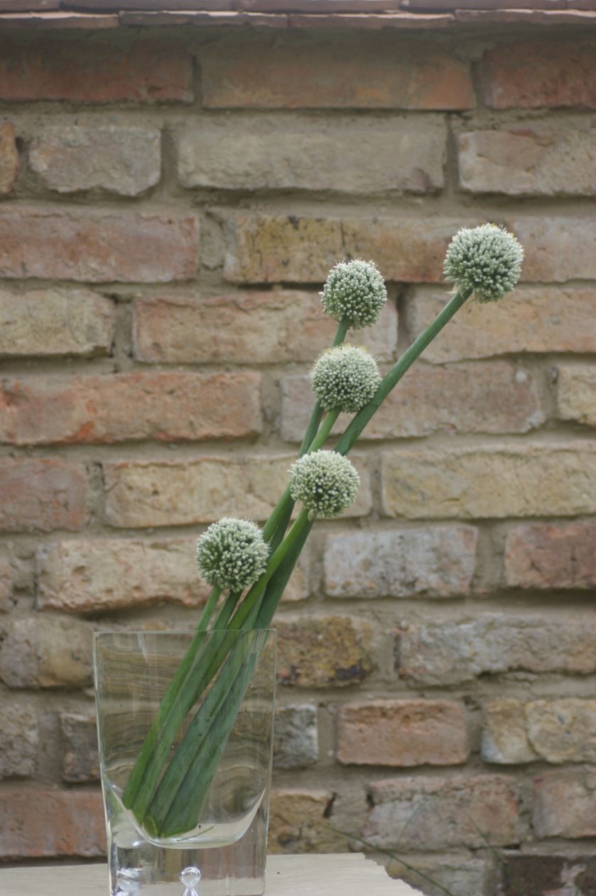 Aranżacja wnętrz zielenią