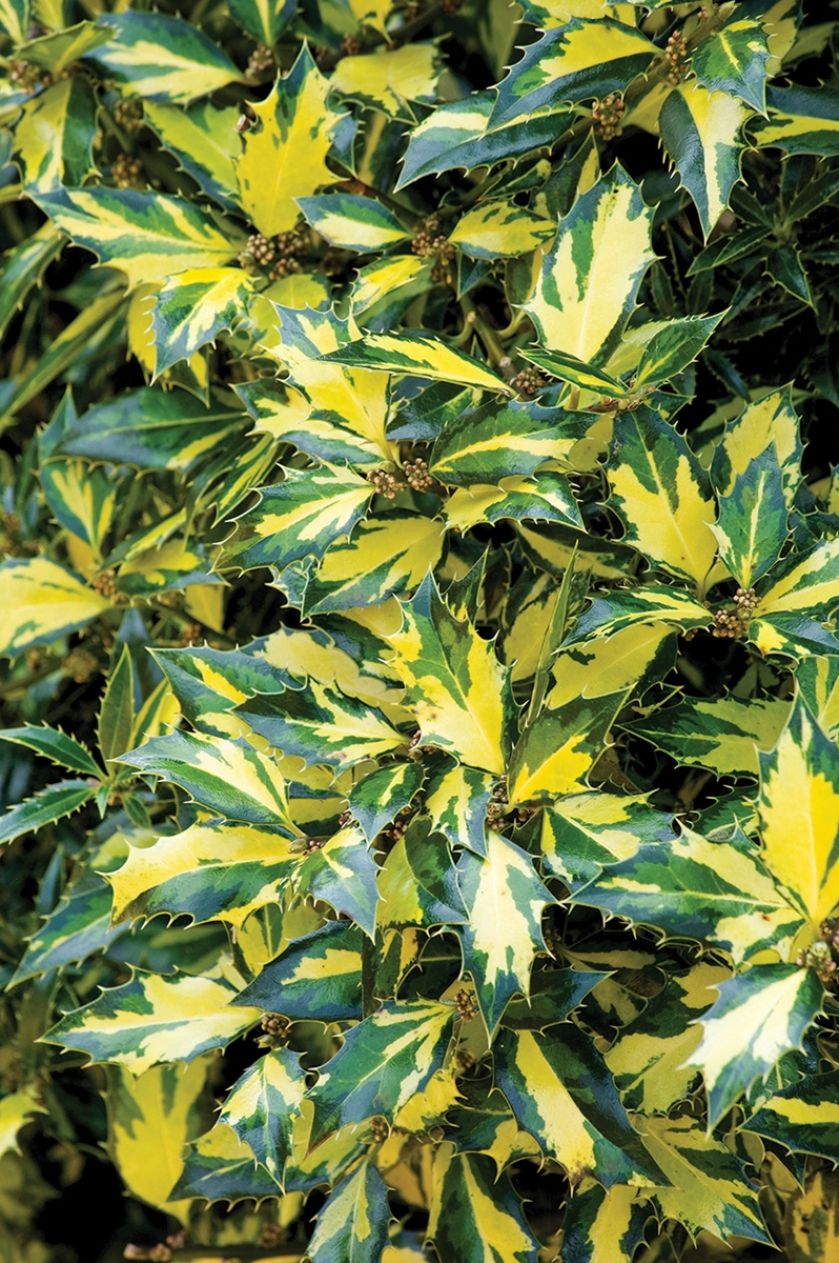 Ostrokrzew kolczasty