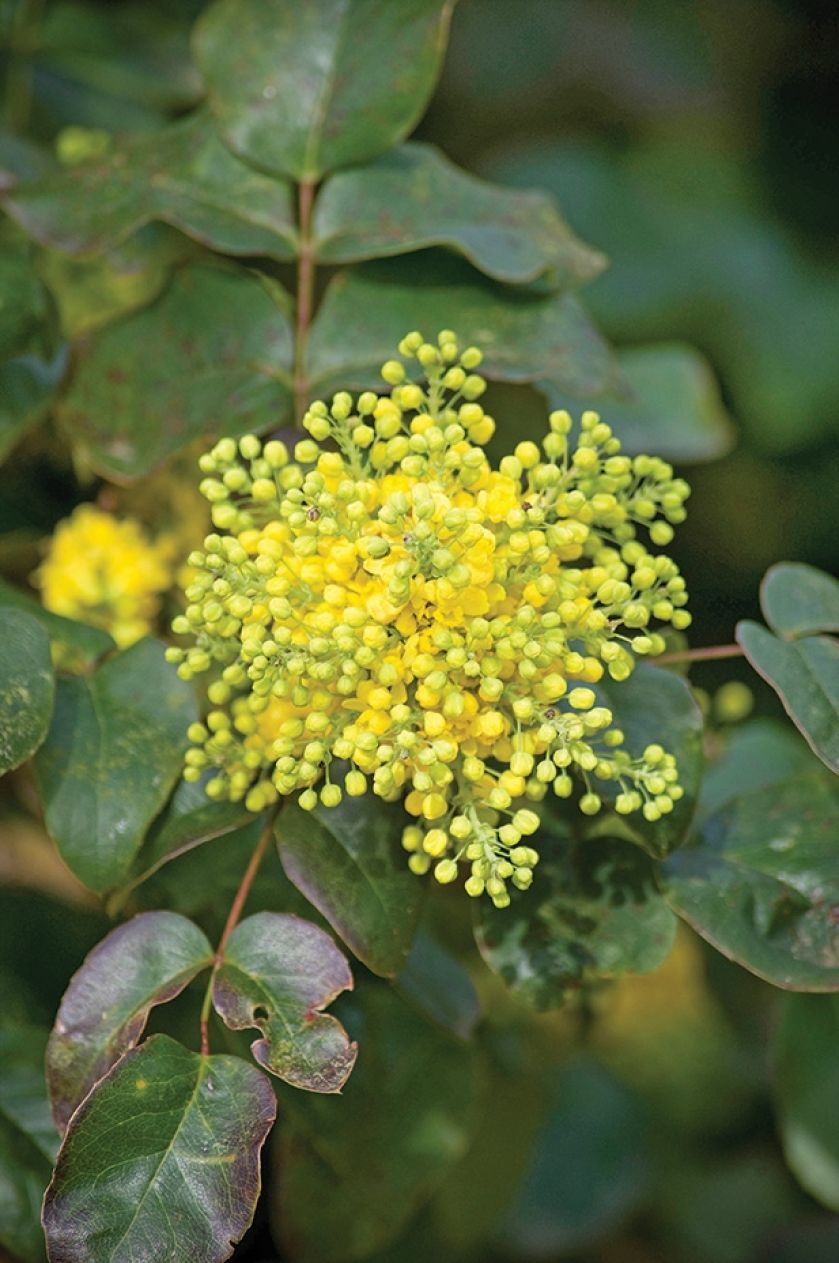 Mahonia pospolita
