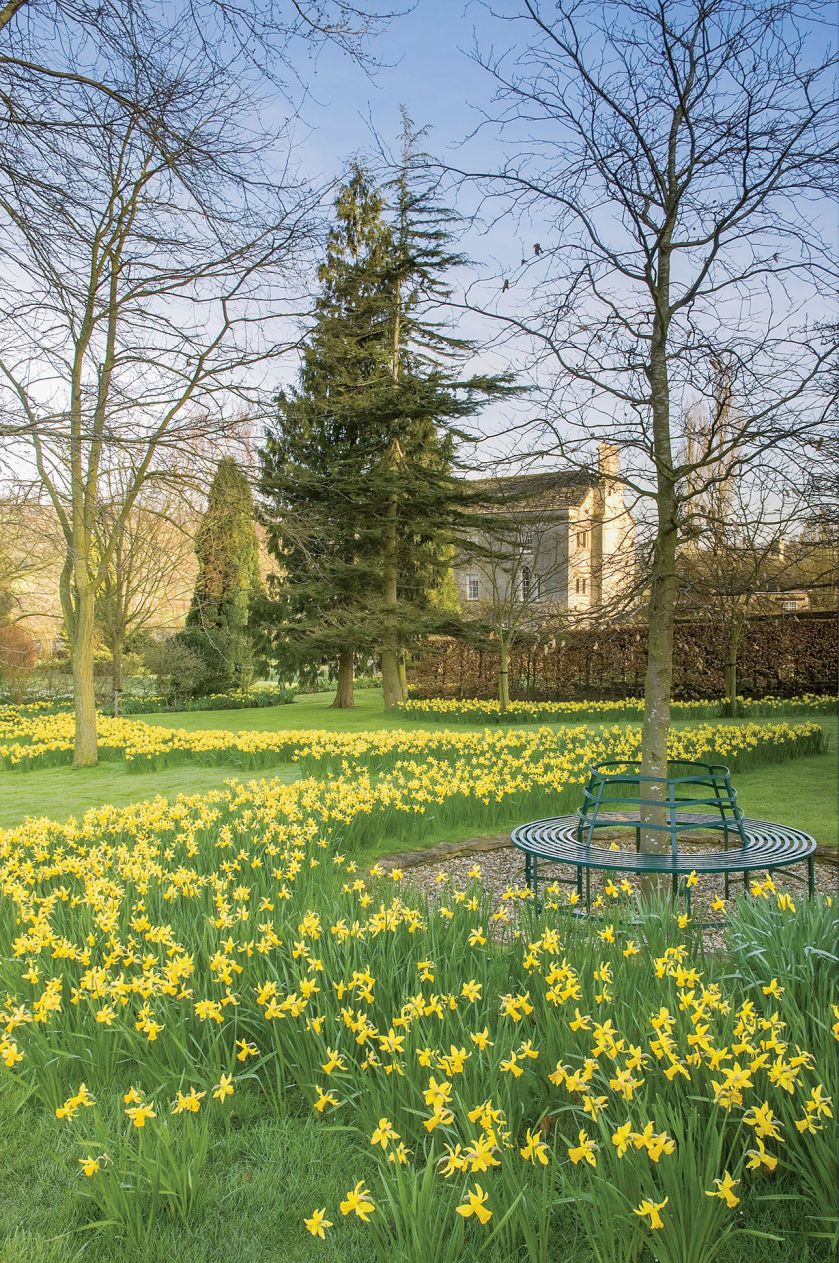 Pełen narcyzów ogród w Painswick