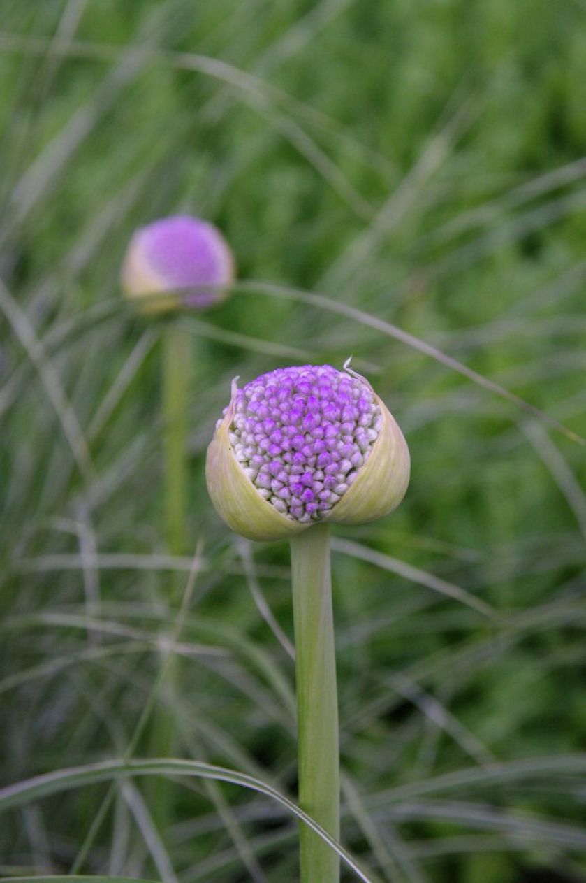 Ogród przy zabytkowej willi w Gdańsku