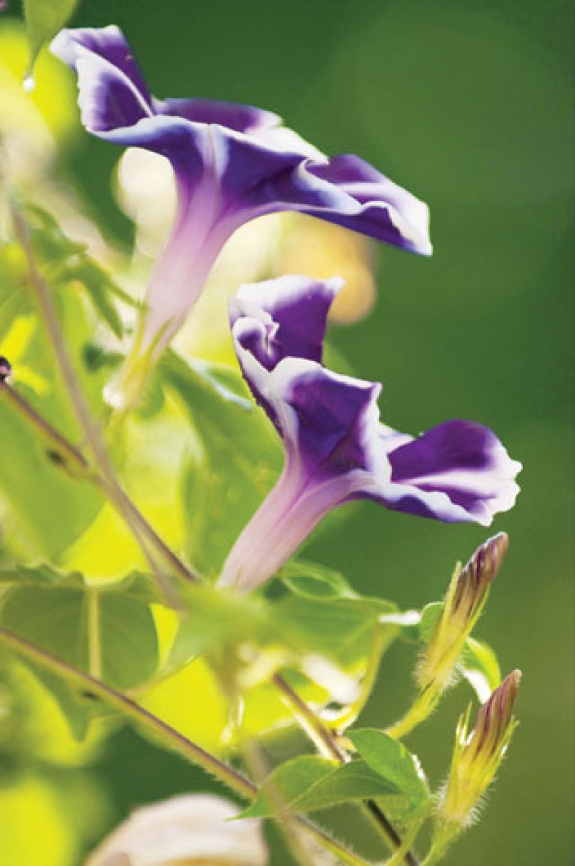 Wilec - odmiany i uprawa