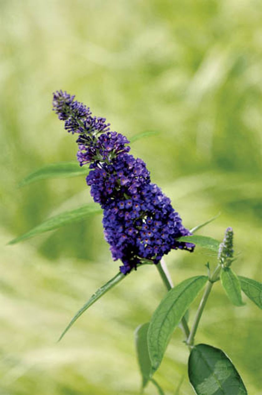 Ciemnofioletowy kwiatostan budlei. Budleja – motyli raj