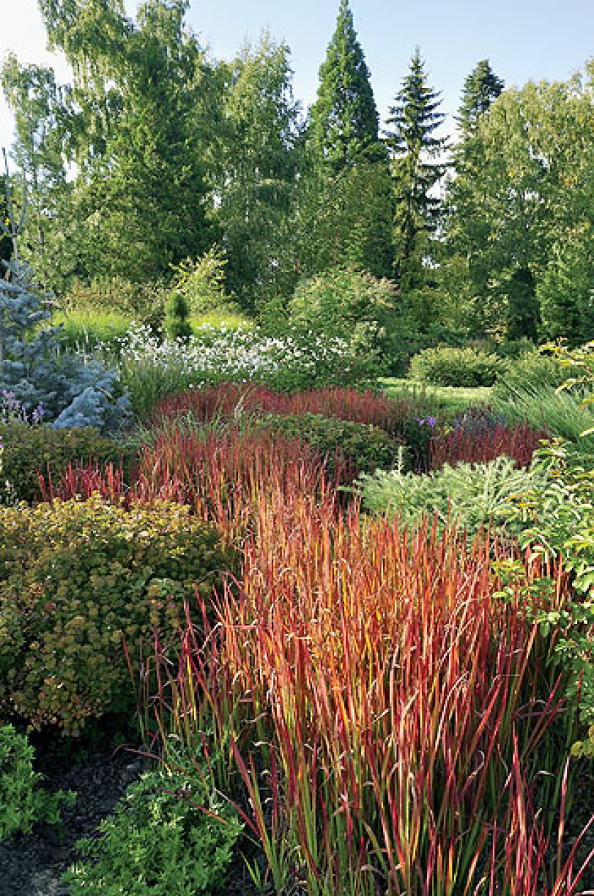 Czerwona smuga trawy imperata Red Baron wije się wśród bylin i krzewów. W tle widoczny jest mamutowiec, jego wąskostozkowa