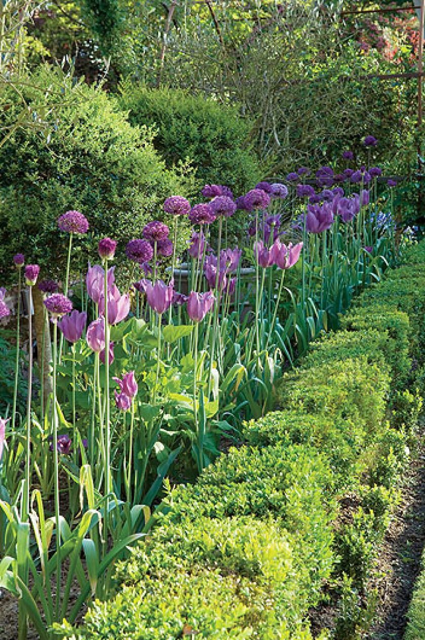 Wśród róż i wisterii