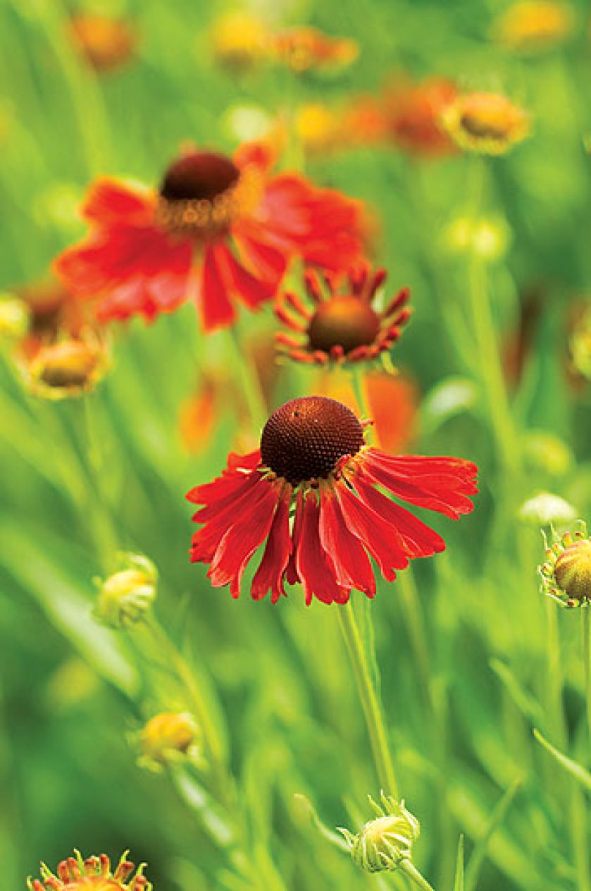 dzielżan w ogrodzie