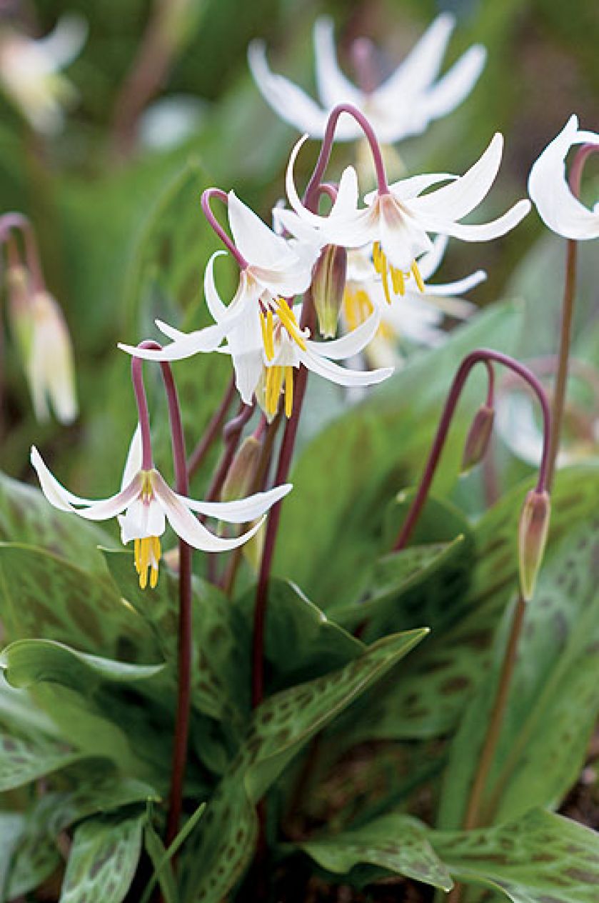 kiedy kwitną psizęby