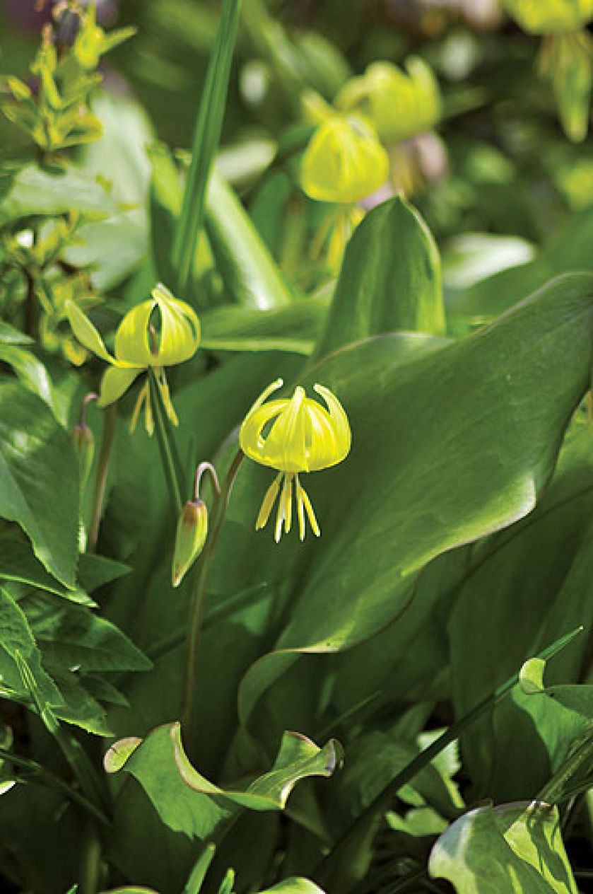 Erythronium Psiząb