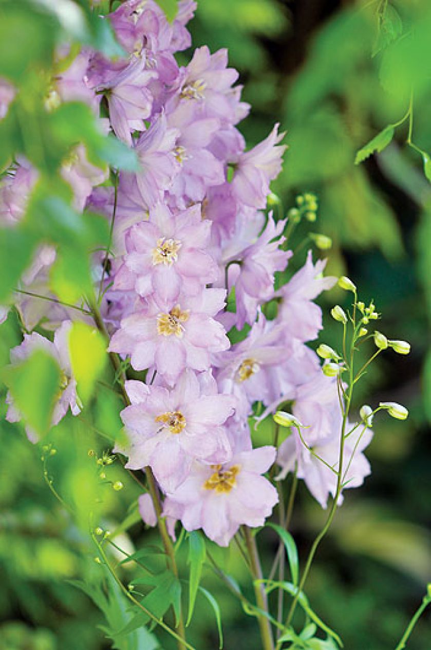 Gospodyni najbardziej lubi rośliny kwitnące w zimnych barwach, więc w ogrodzie dominują biel, fiolet, błękit i róż.